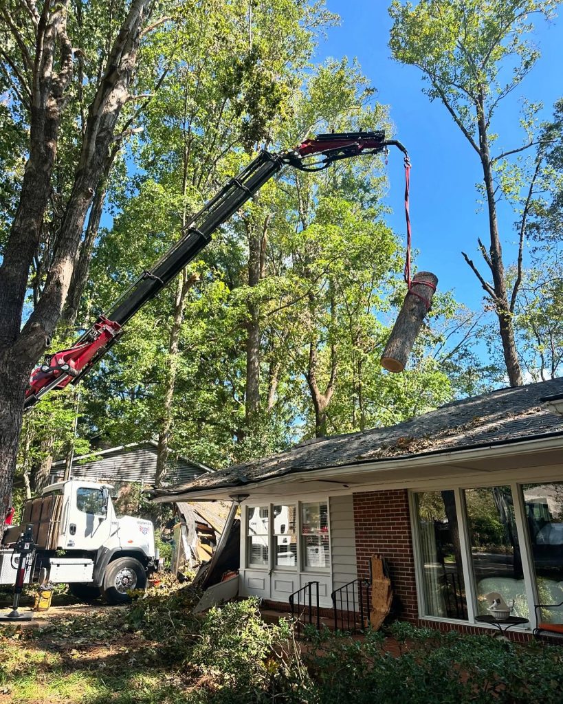 Arborist tree care with clear understanding by Shy Tree in Columbia Maryland
