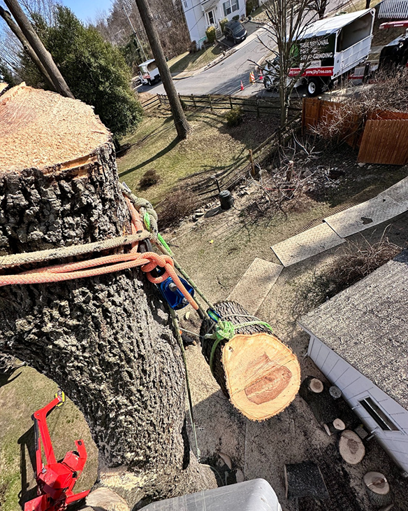 Shy Tree_Tree Removal2