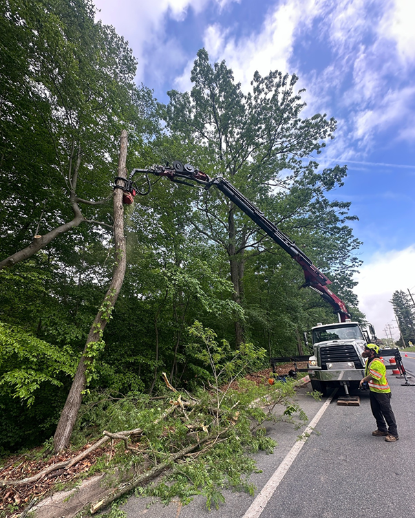Shy_Roadside Tree Removal
