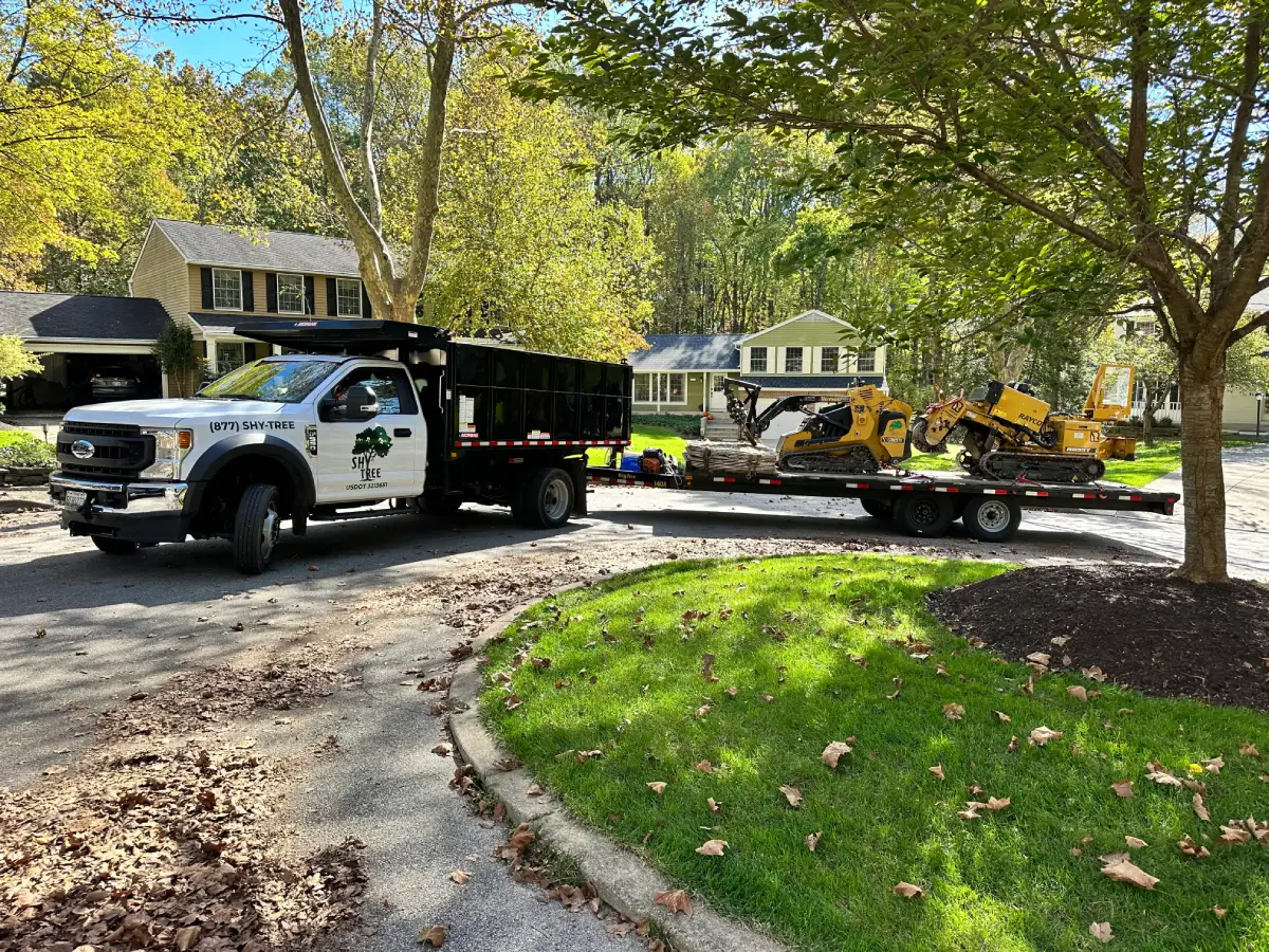 Tree service crew working in Annapolis Maryland