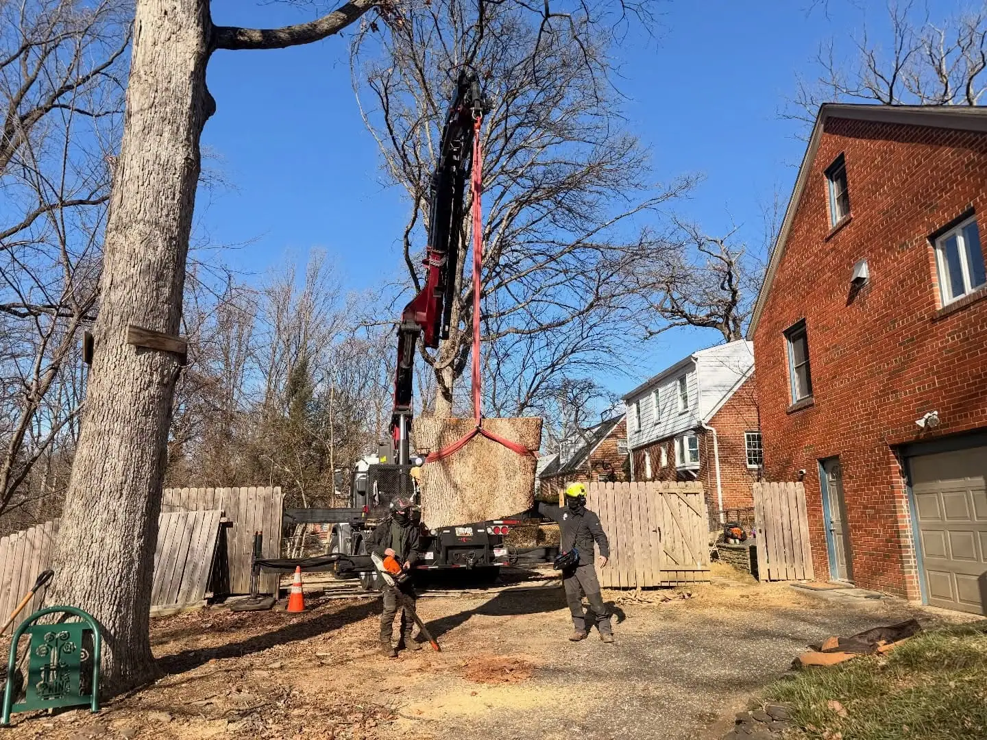 Best Time to Trim Trees in Maryland