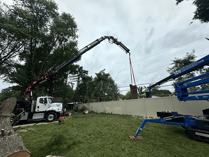 Tree service in Columbia MD with professional crew