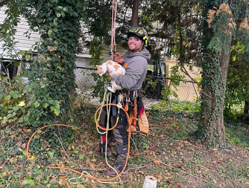 Tree Trimming & Plant Health Care Columbia MD | Healthy Trees Restored