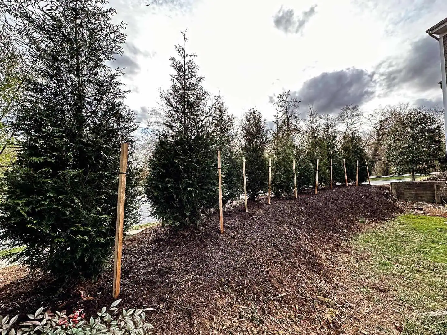 Your Trusted Tree Company in Glen Burnie, MD | Shy Tree