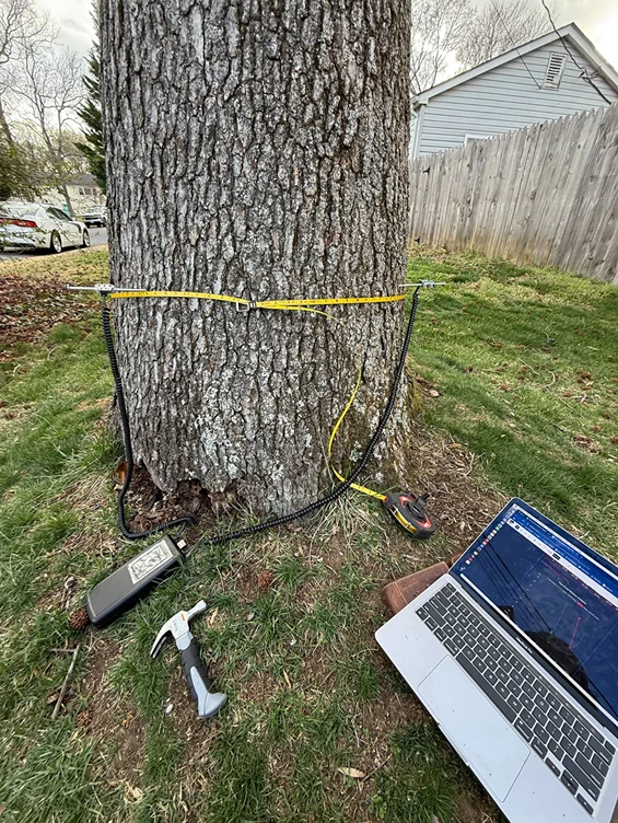 Shy Tree_Arborist Consult2