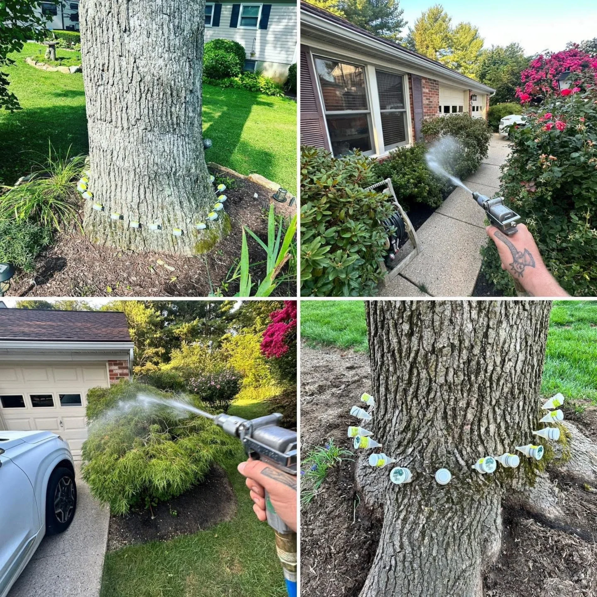 Shy Tree_Plant Health Care2