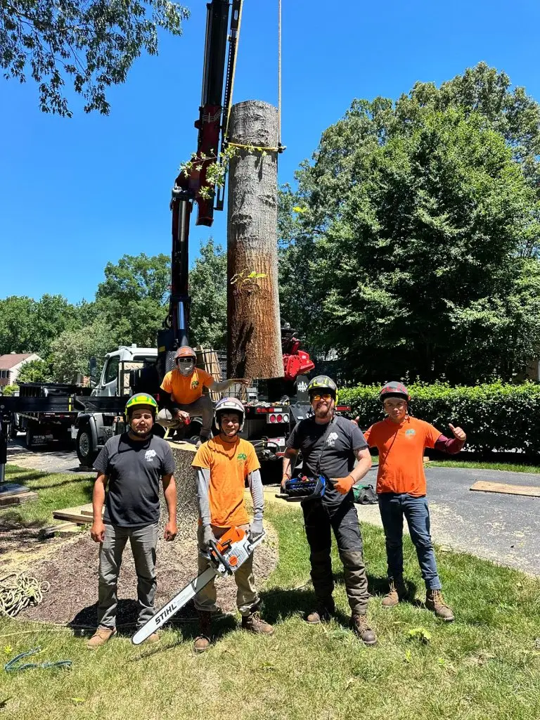 Arborist tree care saves pine trees by Shy Tree in Ellicott City Maryland