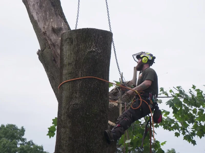 Shy Tree_Tree Removal