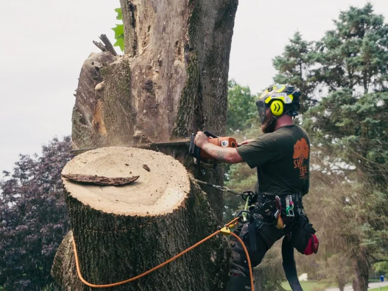 Shy Tree_Tree Removal2