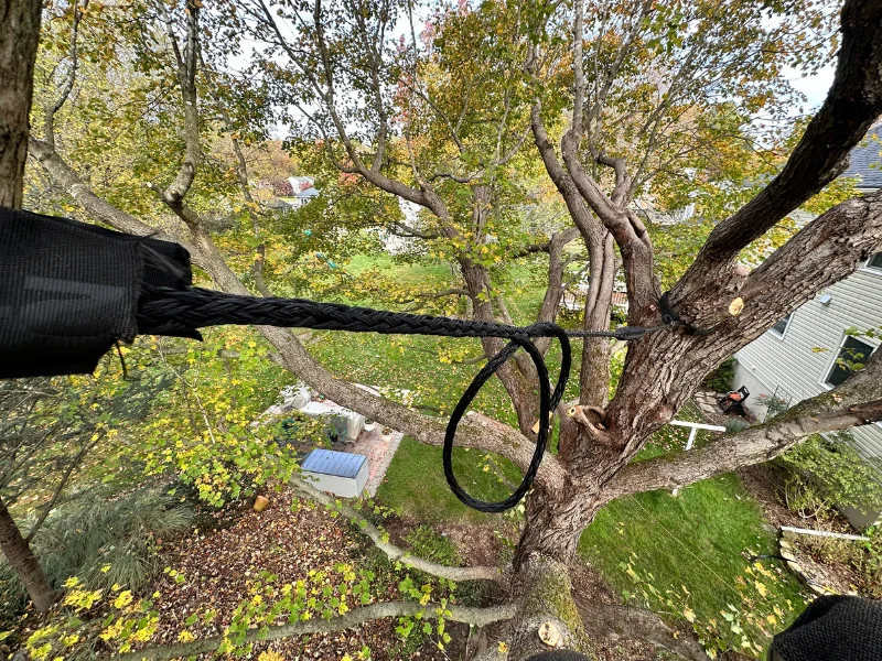 Shy Tree_cabling