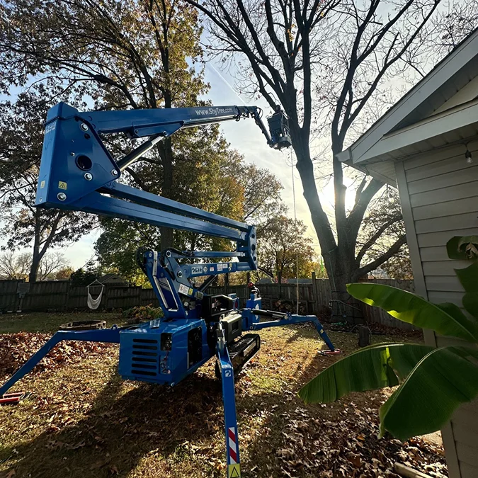 Tree Trim4