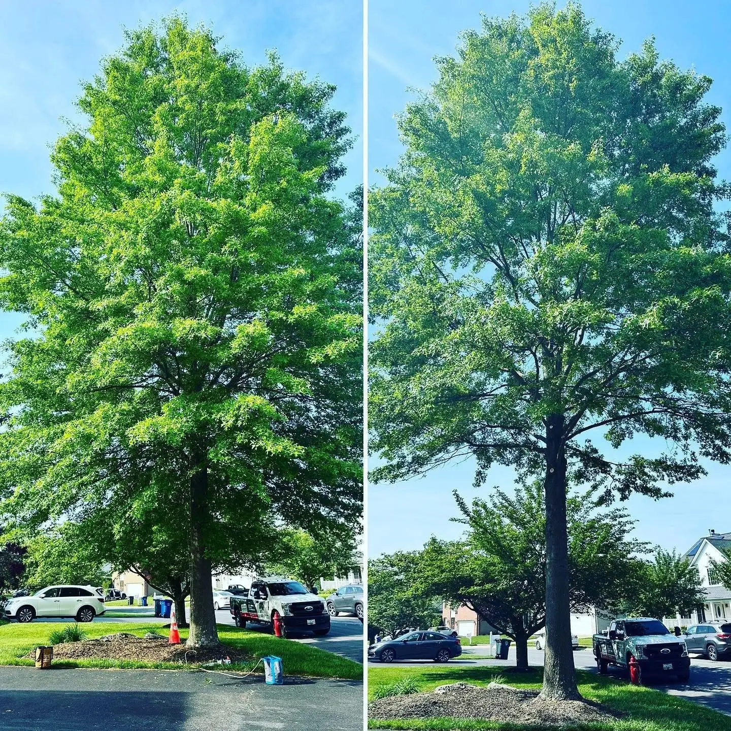 Tree Trimming