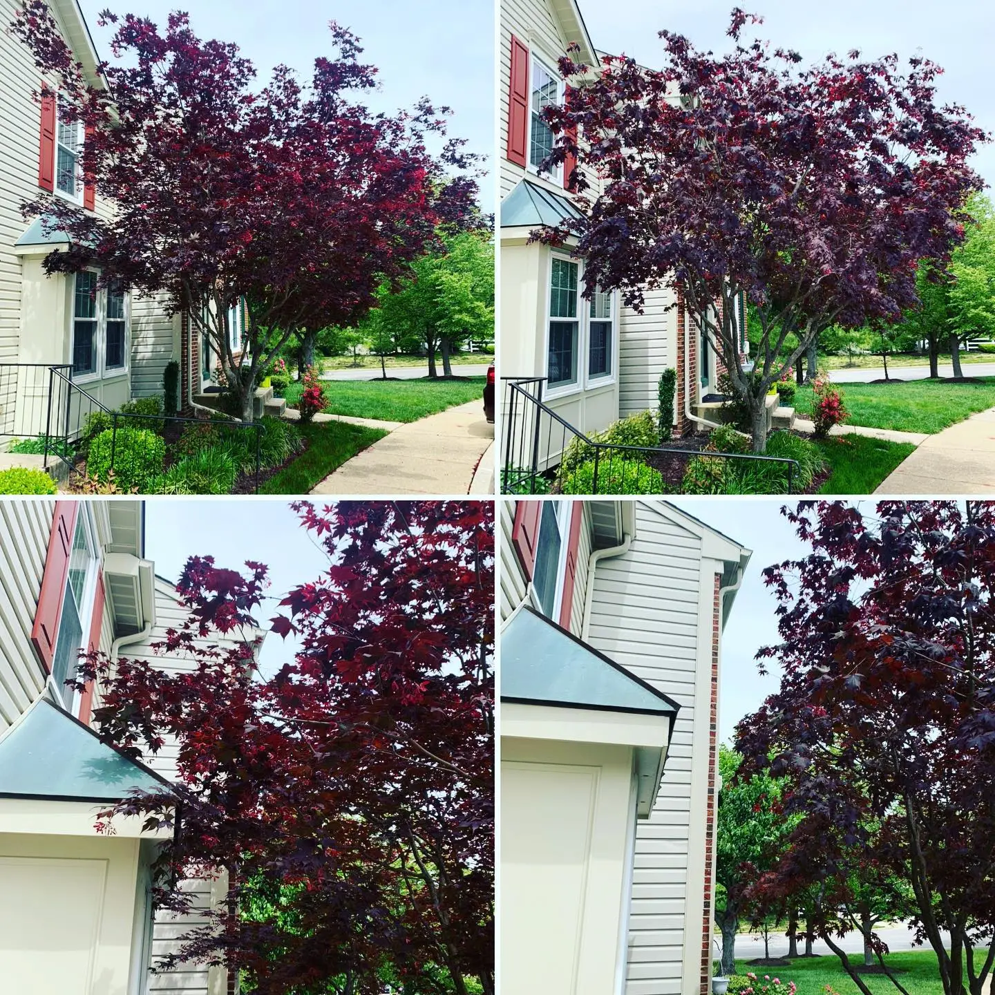 Tree Trimming3