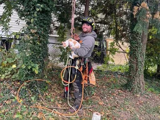 Master Arborist rescuing stranded cat from tree in Baltimore Maryland backyard