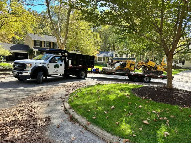 Winter tree trimming for long term tree health in Maryland