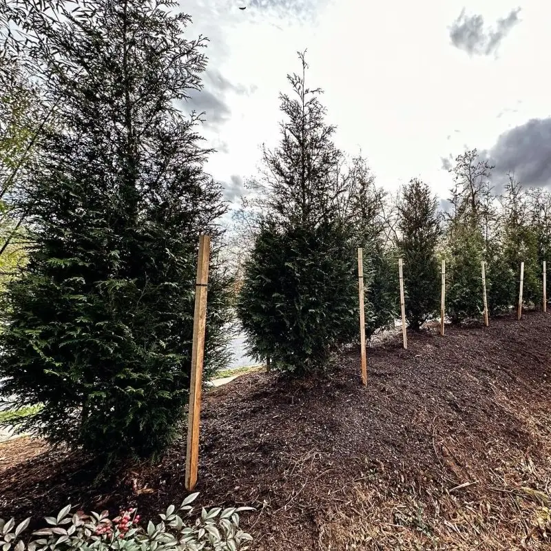 Shy Tree_Tree Planting