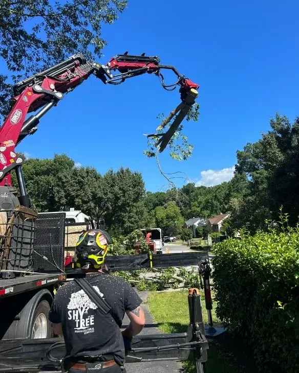 ShyTree_Tree Removal6