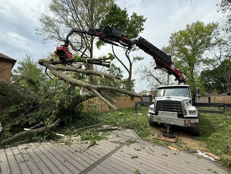 What to Do When a Tree Falls in Winter
